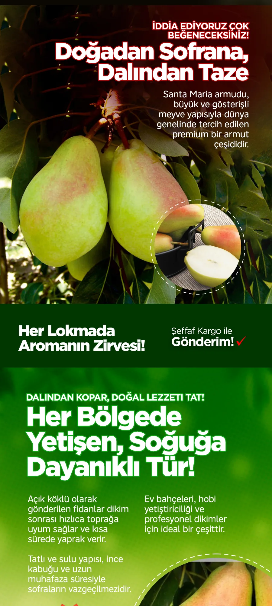 santamariaarmut.jpg 2