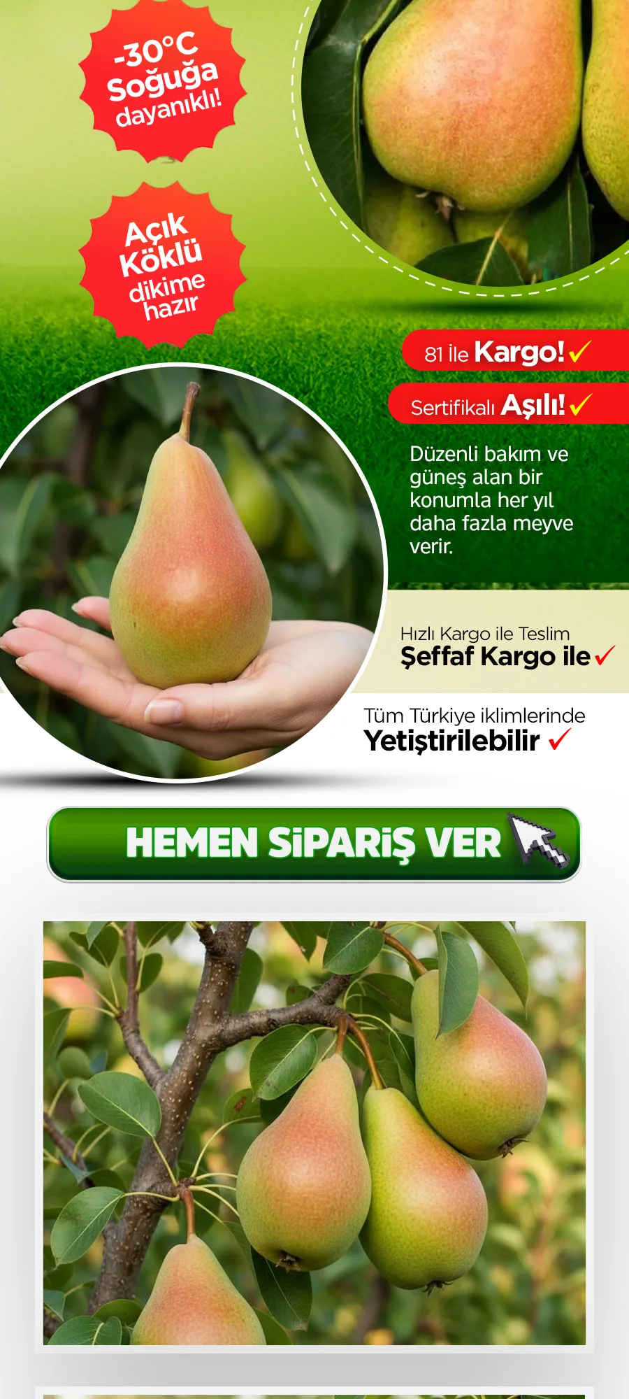 santamariaarmut.jpg 3