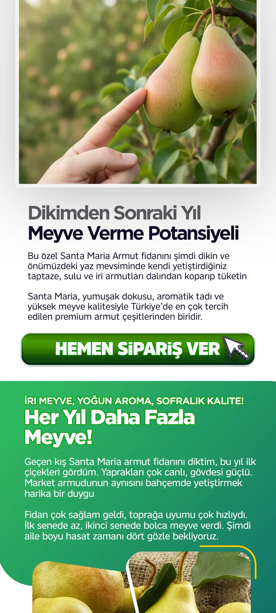 santamariaarmut.jpg 4